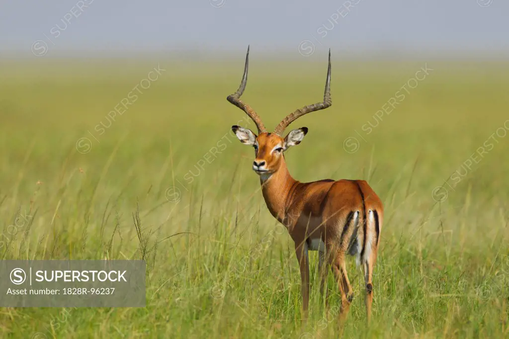 Impala (Aepyceros melampus) Standing in Grass, Maasai Mara National Reserve, Kenya, Africa,03/11/2013