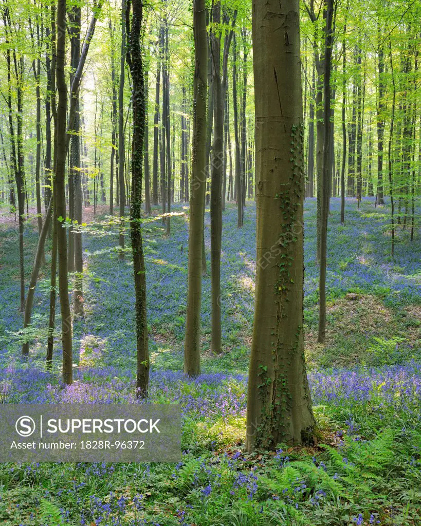 Beech Forest with Bluebells in Spring, Hallerbos, Halle, Flemish Brabant, Vlaams Gewest, Belgium,04/23/2011