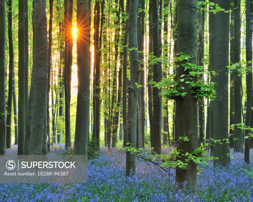 Sun through Beech Forest with Bluebells in Spring, Hallerbos, Halle, Flemish Brabant, Vlaams Gewest, Belgium,04/23/2011