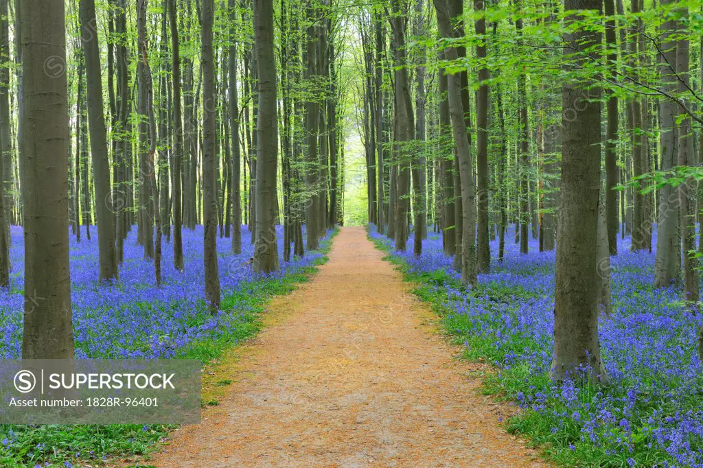Path through Beech Forest with Bluebells in Spring, Hallerbos, Halle, Flemish Brabant, Vlaams Gewest, Belgium,04/22/2011