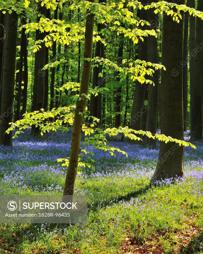 Beech Forest with Bluebells in Spring, Hallerbos, Halle, Flemish Brabant, Vlaams Gewest, Belgium,04/22/2011
