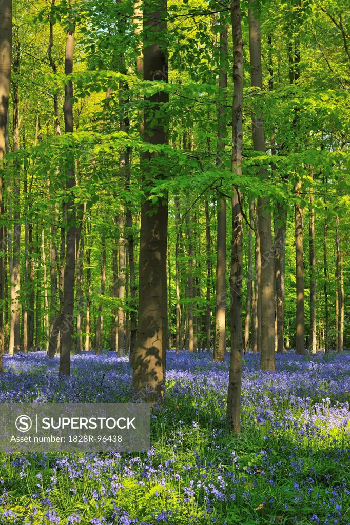 Beech Forest with Bluebells in Spring, Hallerbos, Halle, Flemish Brabant, Vlaams Gewest, Belgium,04/22/2011