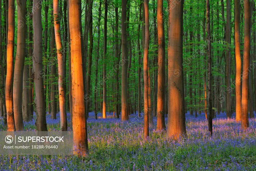 Beech Forest with Bluebells in Spring, Hallerbos, Halle, Flemish Brabant, Vlaams Gewest, Belgium,04/24/2011
