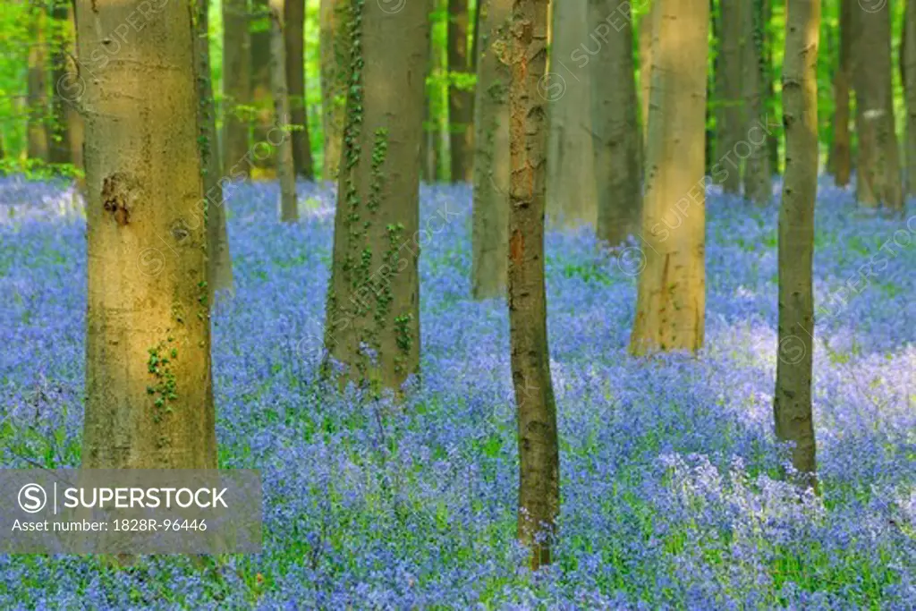 Beech Forest with Bluebells in Spring, Hallerbos, Halle, Flemish Brabant, Vlaams Gewest, Belgium,04/23/2011