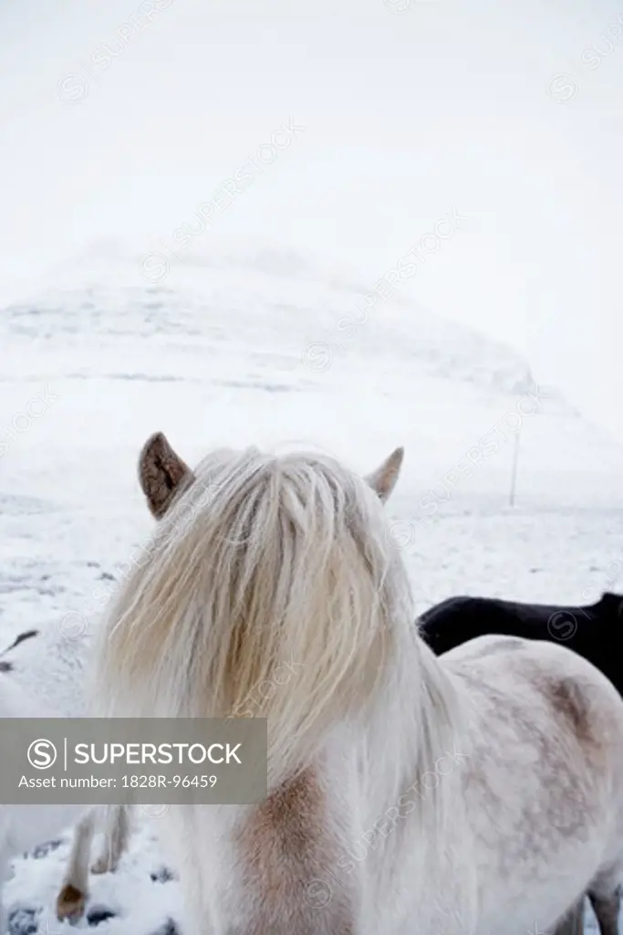 Close-up of Icelandic Horse in Winter, Iceland,01/29/2007