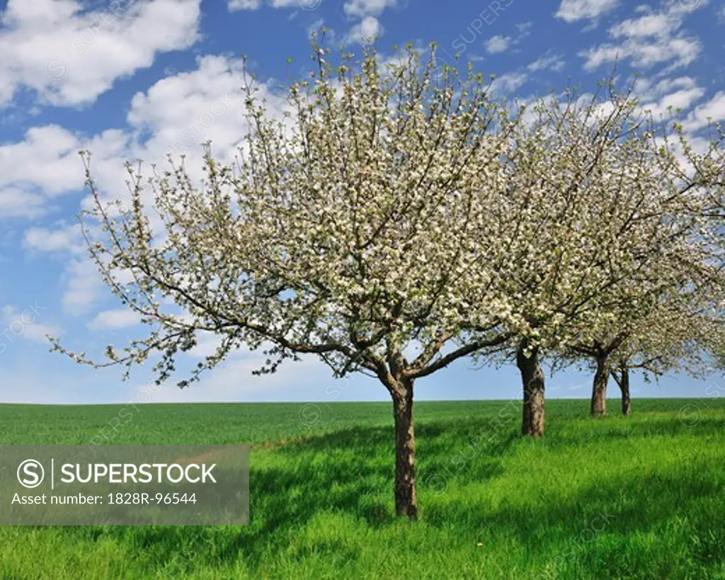Blossoming Apple Tree in Spring, Monchberg, Spessart, Bavaria, Germany,04/28/2012