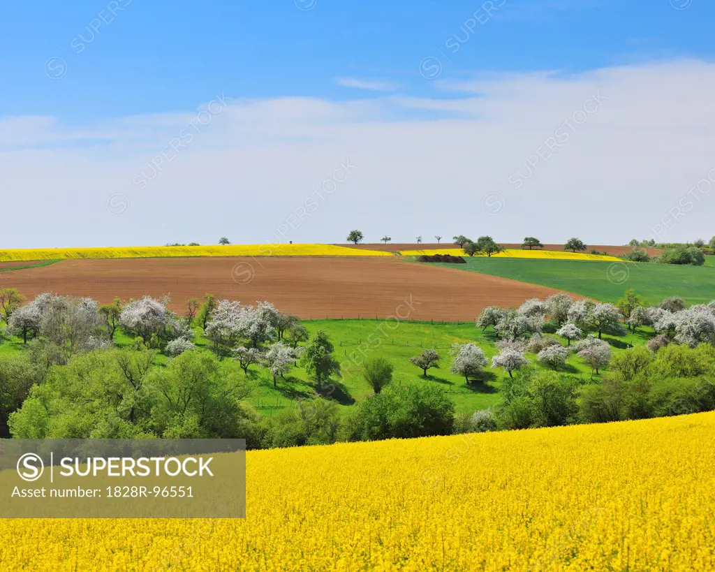 Countryside with Canola Fields in Spring, Monchberg, Spessart, Bavaria, Germany,04/30/2012