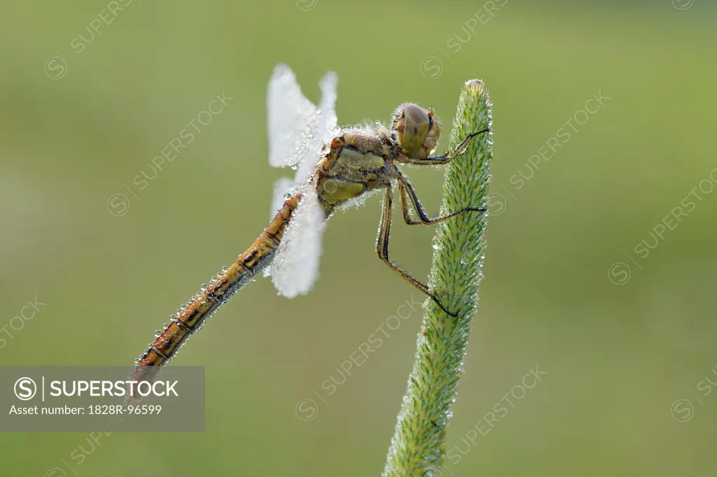 Close-up of Vagrant Darter (Sympetrum vulgatum) Dragonfly, Bavaria, Germany,07/28/2010