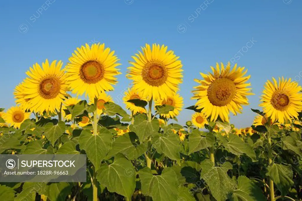 Common Sunflowers (Helianthus annuus) against Clear Blue Sky, Tuscany, Italy,06/29/2010