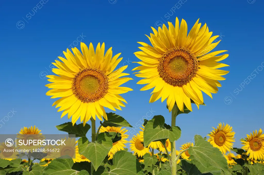 Common Sunflowers (Helianthus annuus) against Clear Blue Sky, Tuscany, Italy,06/29/2010