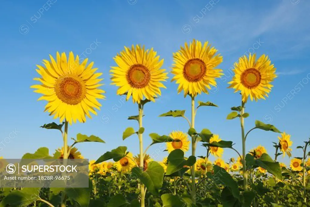 Common Sunflowers (Helianthus annuus) against Clear Blue Sky, Tuscany, Italy,07/01/2010