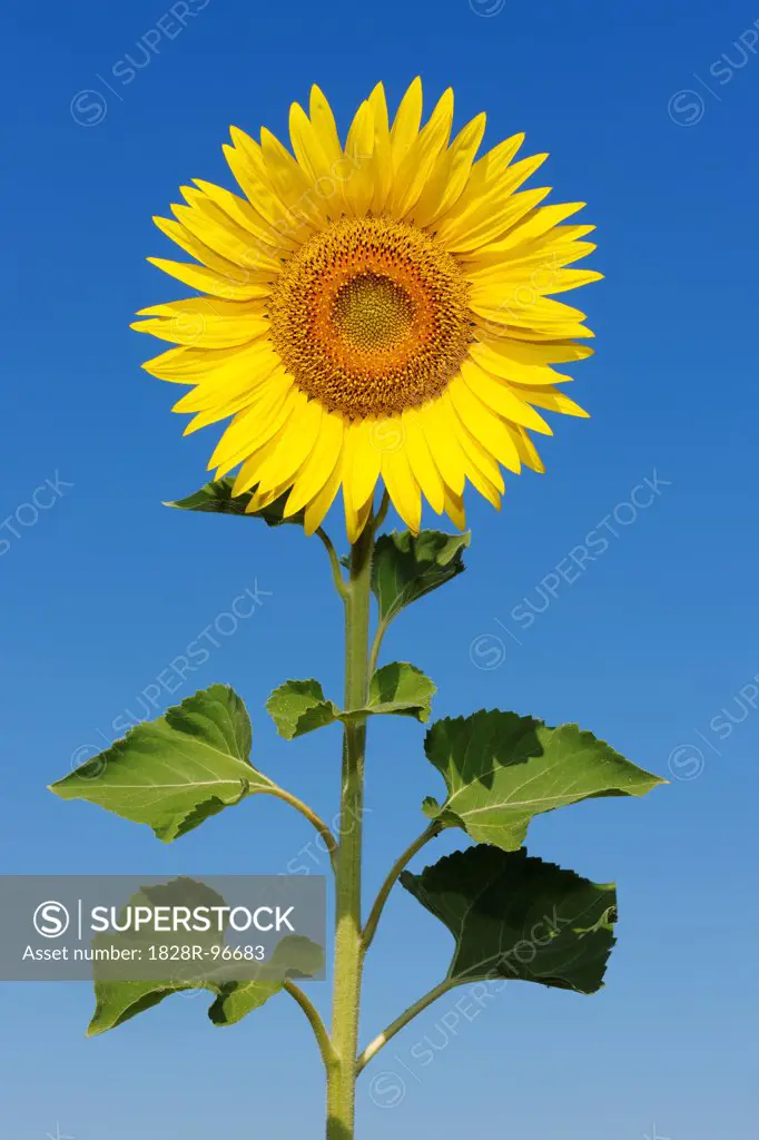 Common Sunflower (Helianthus annuus) against Clear Blue Sky, Tuscany, Italy,07/01/2010