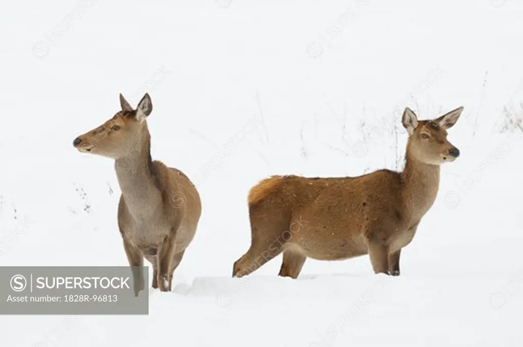 Female Red Deer (Cervus elaphus) in Winter, Bavaria, Germany,12/11/2012