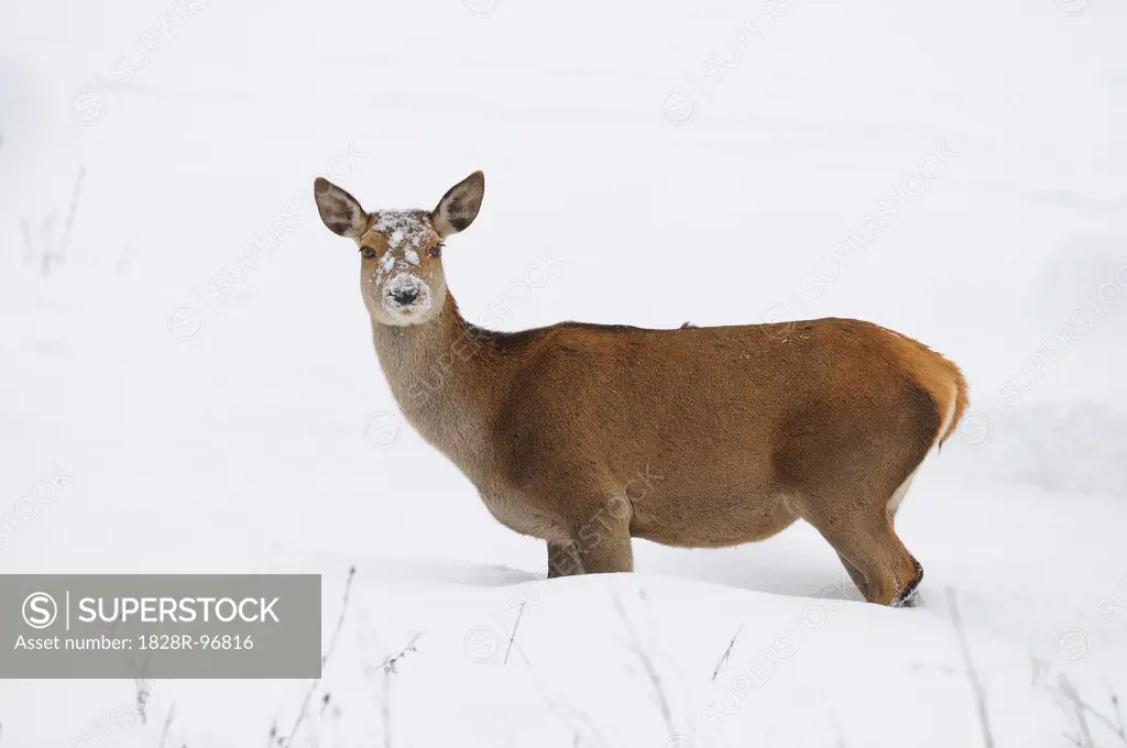 Female Red Deer (Cervus elaphus) in Winter, Bavaria, Germany,12/11/2012