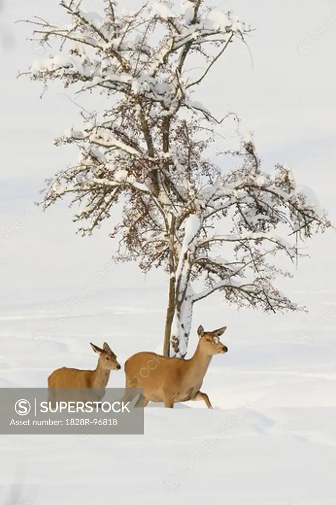 Red Deer (Cervus elaphus) Mother with Young in Winter, Bavaria, Germany,12/11/2012