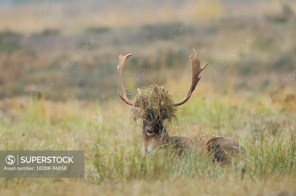Male Fallow Deer (Cervus dama) with Grass in Antlers, Hesse, Germany,10/24/2012