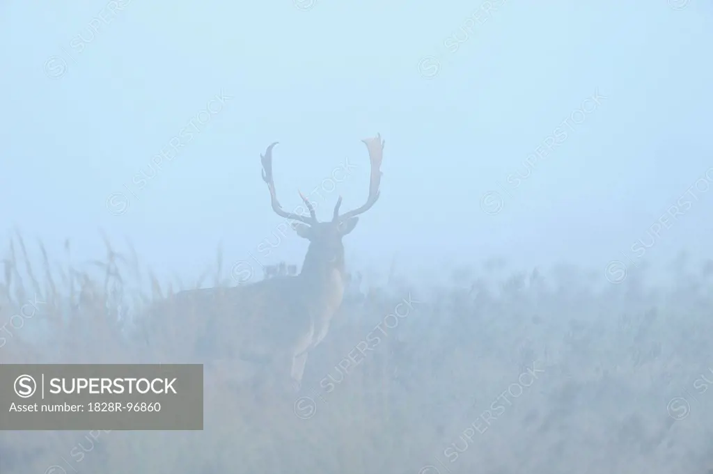 Male Fallow Deer (Cervus dama) in Morning Mist, Hesse, Germany,10/31/2012