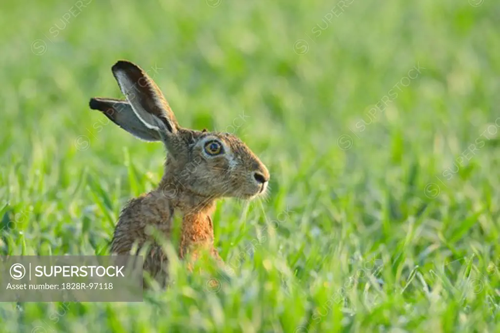 European Brown Hare (Lepus europaeus) in Grain Field in Springtime, Hesse, Germany,05/08/2013