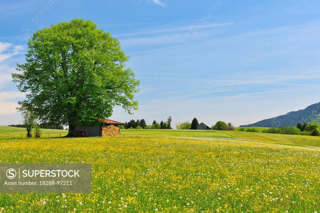 Flowers in Meadow with Beech Tree in Spring, Halblech, Swabia, Bavaria, Germany,05/11/2012