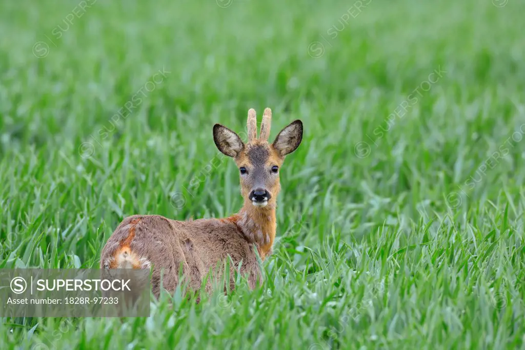 Male European Roe Deer (Capreolus capreolus) in Grain Field in Springtime, Hesse, Germany,05/14/2013