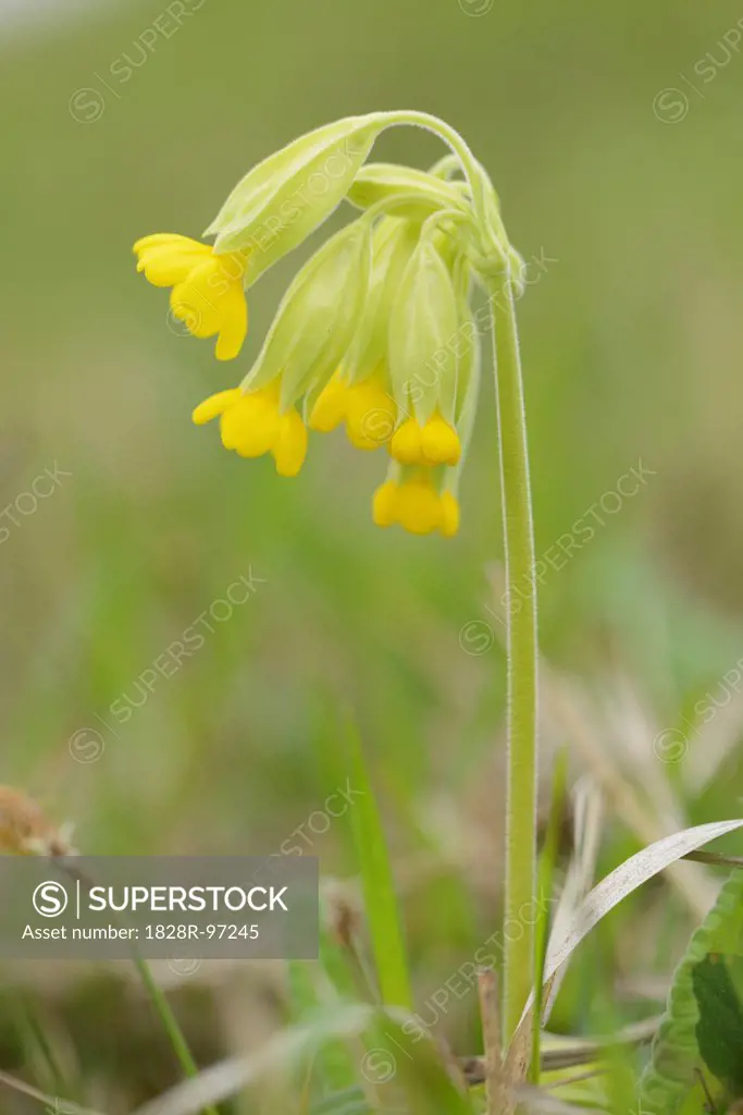 Close-up of Common Cowslip (Primula veris) in Spring, Bavaria, Germany,05/02/2013
