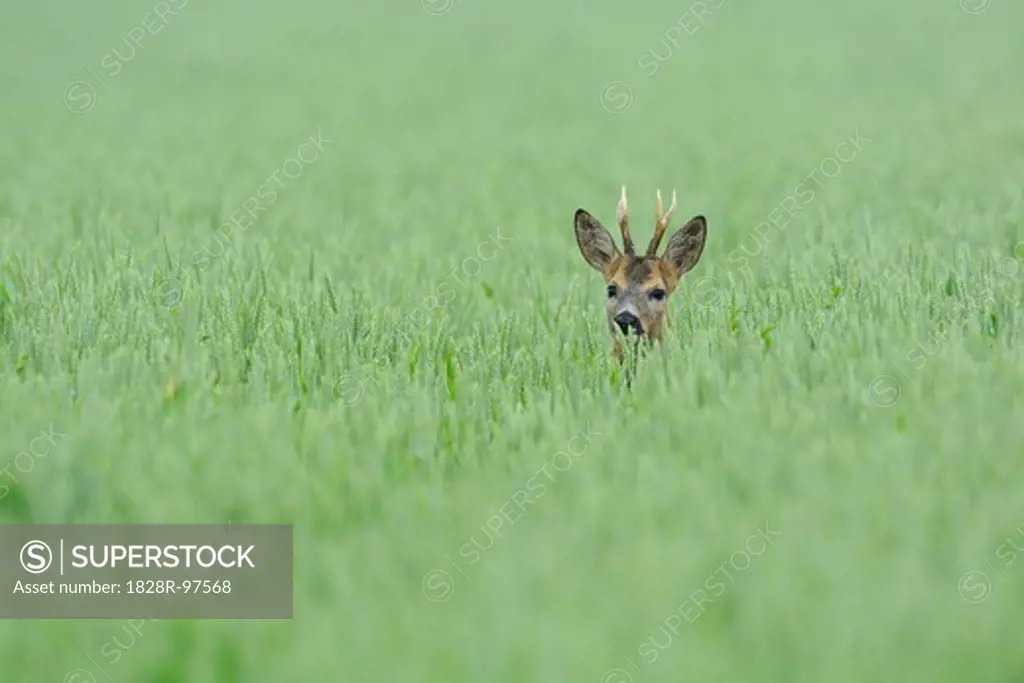 Roe deer (Capreolus capreolus), Roebuck in Grain field, Hesse, Germany, Europe,06/12/2013