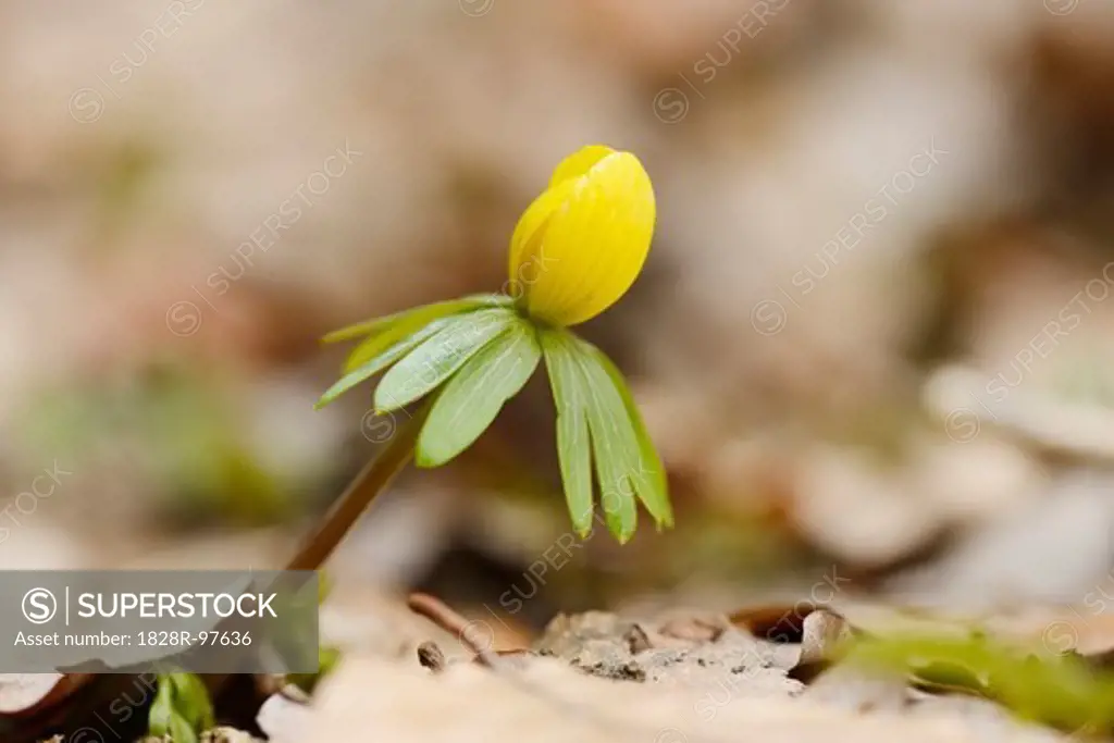 Close-up of Winter Aconite (Eranthis hyemalis) in Early Spring, Upper Palatinate, Bavaria, Germany,04/06/2013