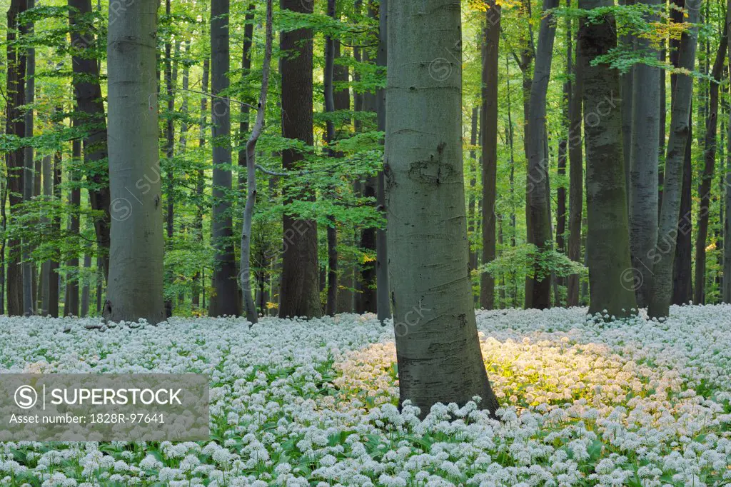 Ramsons (Allium ursinum) in European Beech (Fagus sylvatica) Forest in Spring, Hainich National Park, Thuringia, Germany,05/11/2011