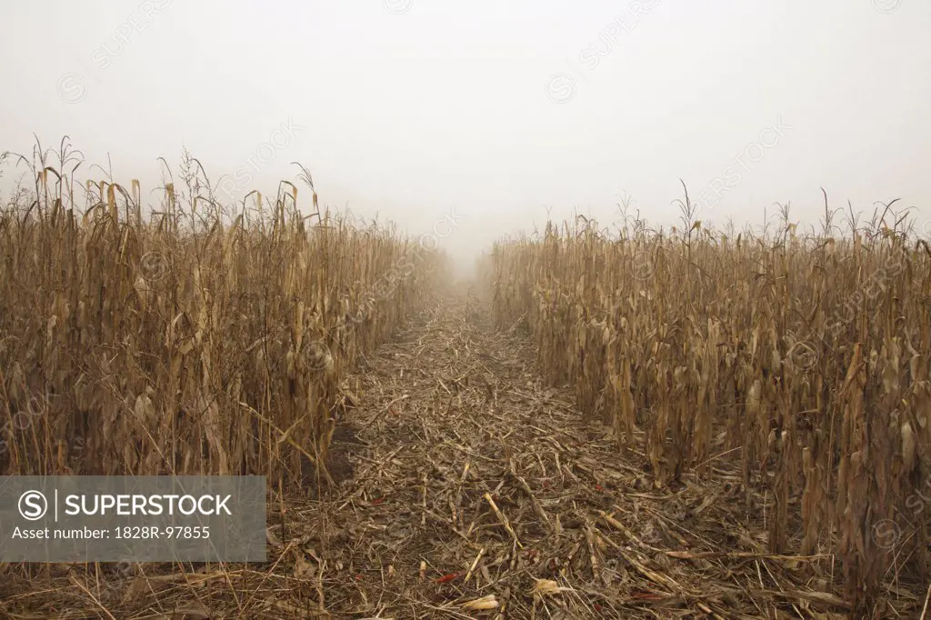 Path through Dried Corn Field in Fog, Mount Albert, Ontario, Canada,11/19/2012