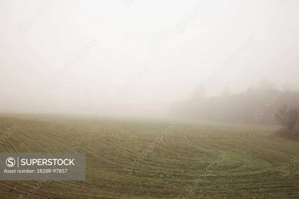 Agricultural Field in Fog, West Gwillimbury, Ontario, Canada,11/19/2012