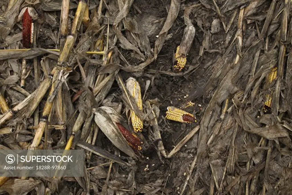 Overhead View of Dried Corn and Stalks on Ground, Mount Albert, Ontario, Canada,11/19/2012
