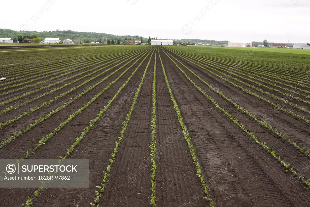 Farmland, Bradford, Ontario, Canada,06/04/2012