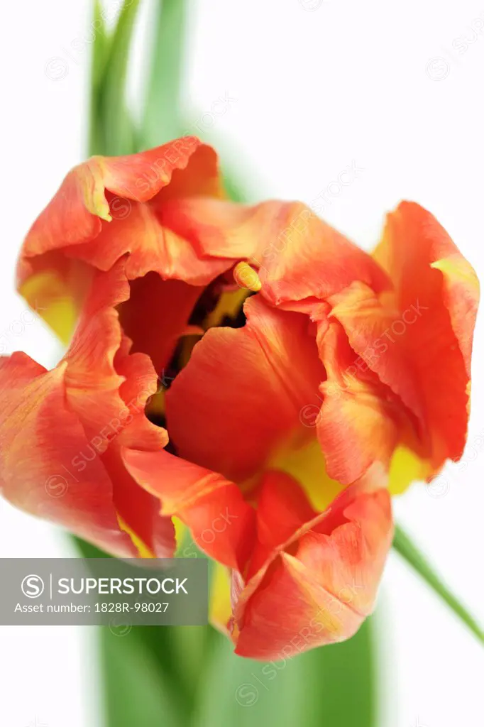 Close-up of Tulip (Tulipa) on White Background, Studio Shot,03/23/2013