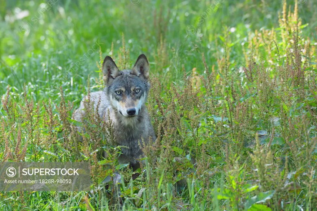 Portrait of European Wolf (Canis lupus), Germany,06/28/2013
