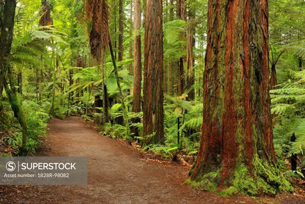 Path through Whakarewarewa Forest with Redwood Trees, near Rotorua, Bay of Plenty, North Island, New Zealand,01/03/2012