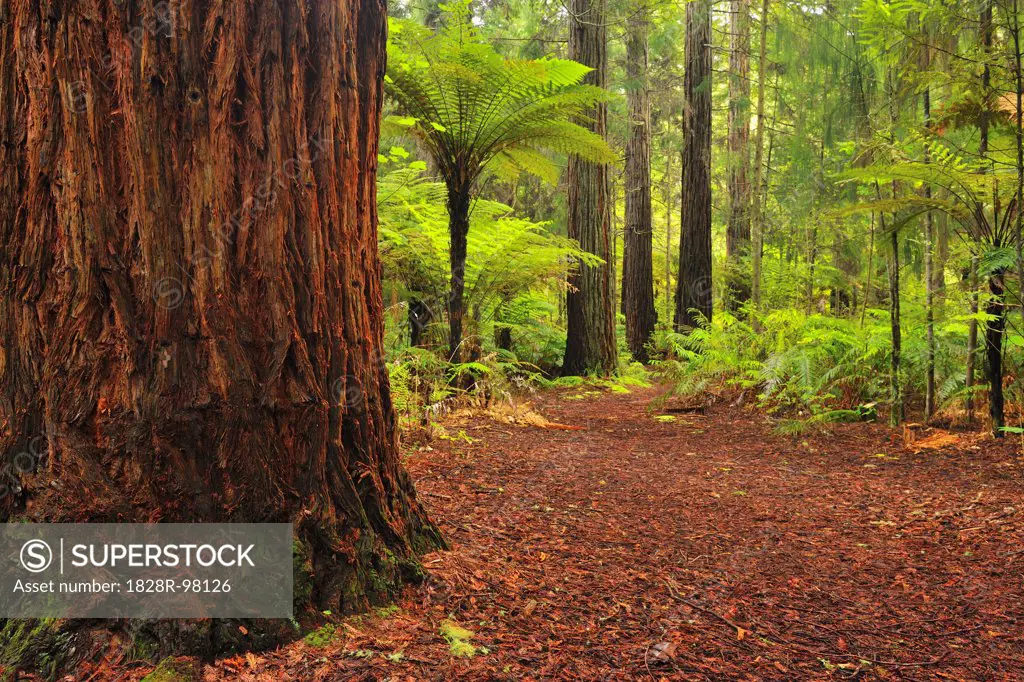 Path through Whakarewarewa Forest with Redwood Trees, near Rotorua, Bay of Plenty, North Island, New Zealand,01/03/2012