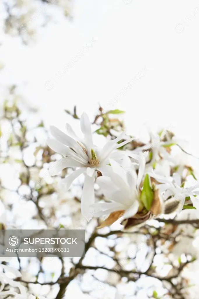 Still life of white blossoms on a tree, close-up view, Germany,05/07/2013