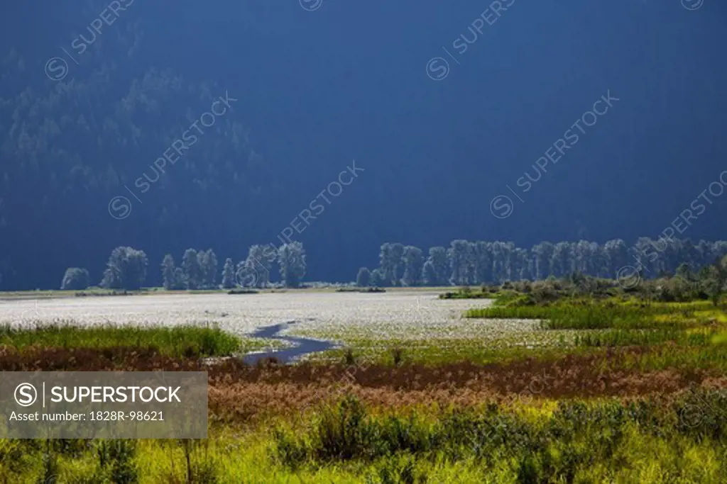 Pitt-Addington Marsh, Pitt Meadows, British Columbia, Canada,08/21/2013