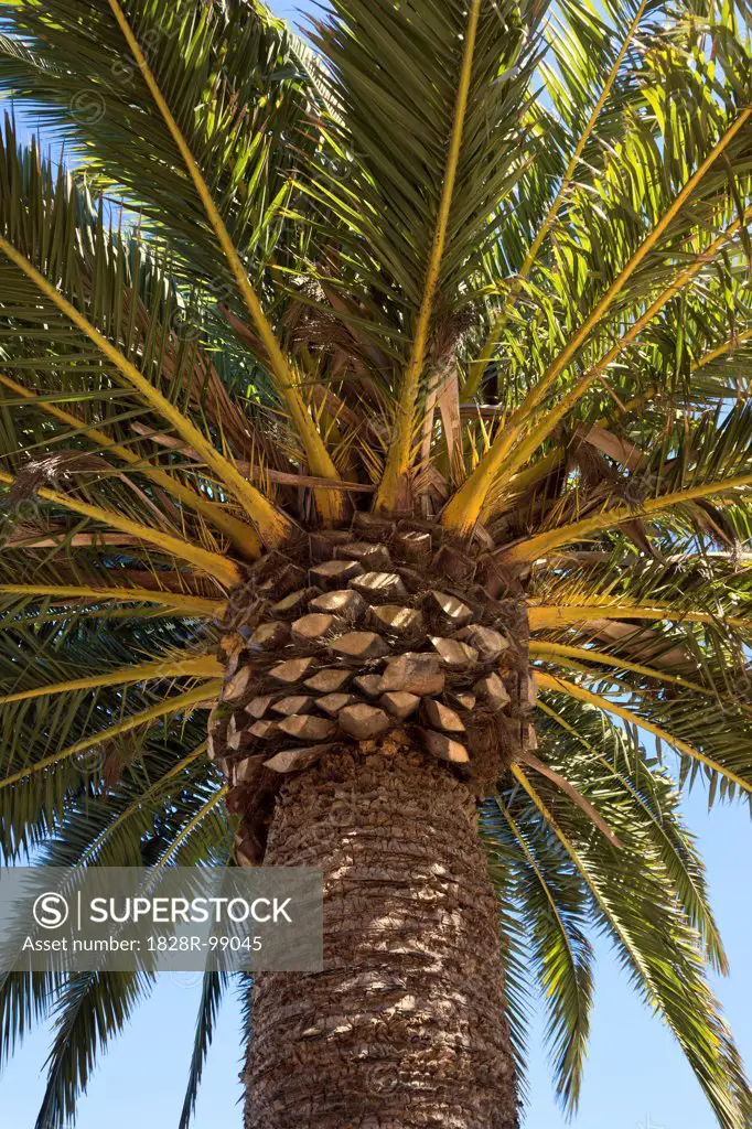 Close-up of Palm Tree, Yerba Buena Island, California, USA. 09/04/2013