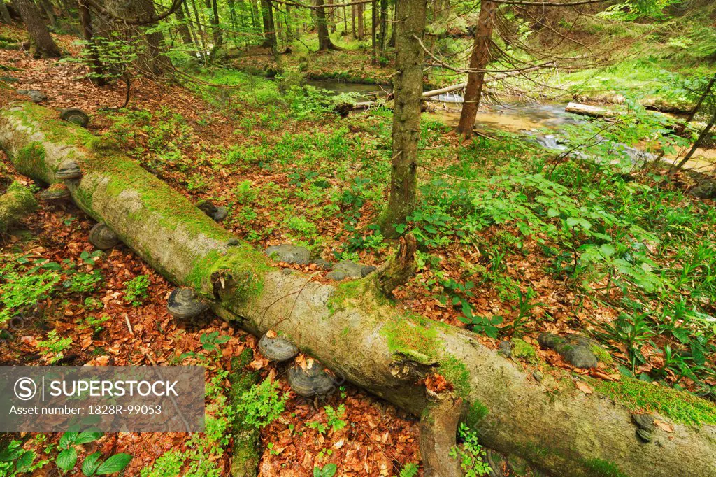 Fallen Log in Beech Forest and Sagwasser, Nationalpark Bavarian Forest, Bavaria, Germany. 05/22/2013