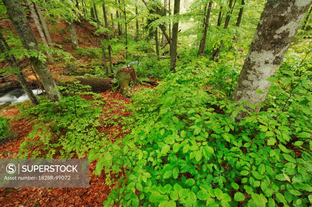 European Beech Forest (Fagus sylvatica) and Kleine Ohe, Nationalpark Bavarian Forest, Bavaria, Germany. 05/22/2013