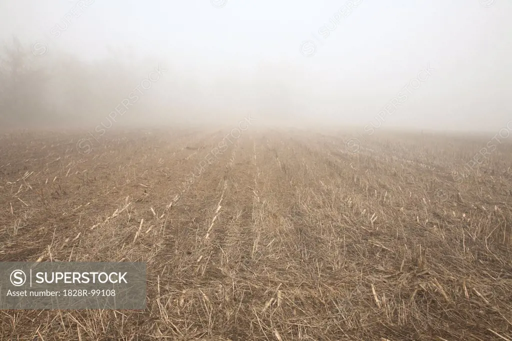 Fog over Empty Field, Innisfil, Ontario, Canada. 11/19/2012