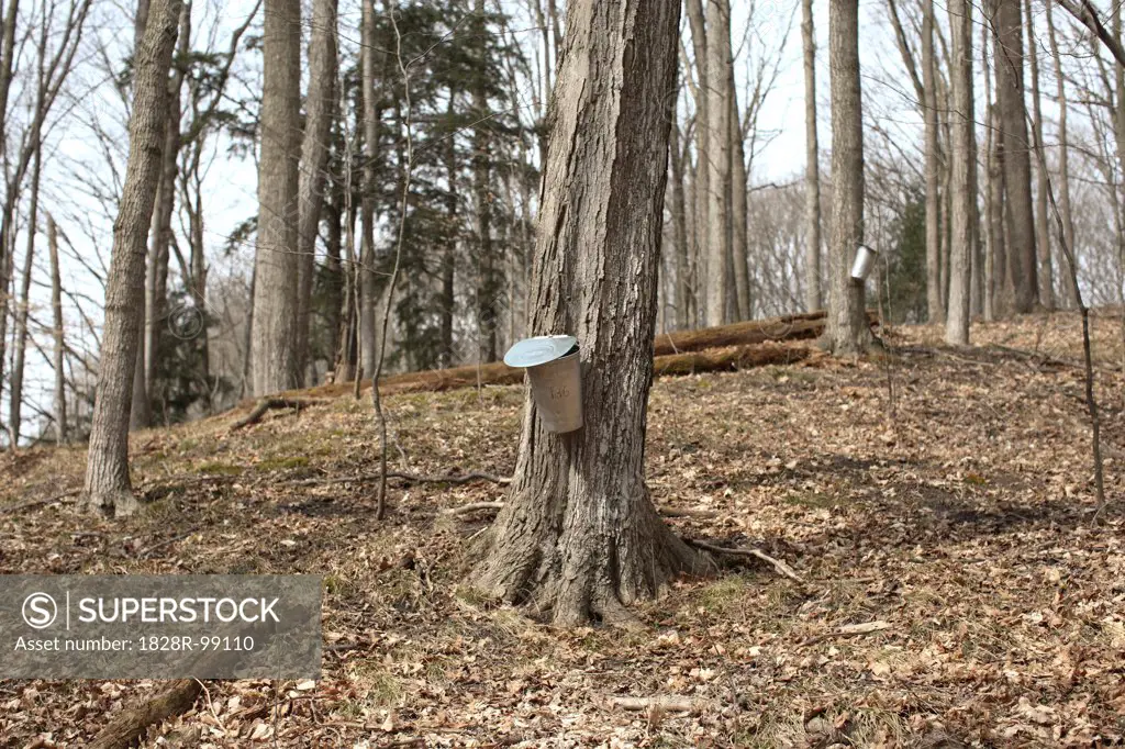 Harvesting Sap from Maple Tree in Spring, King City, Ontario, Canada. 03/10/2012