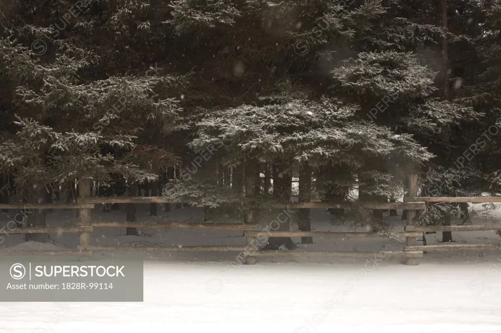Snowfall with Trees and Wooden Fence, Newmarket, Ontario, Canada. 01/02/2013
