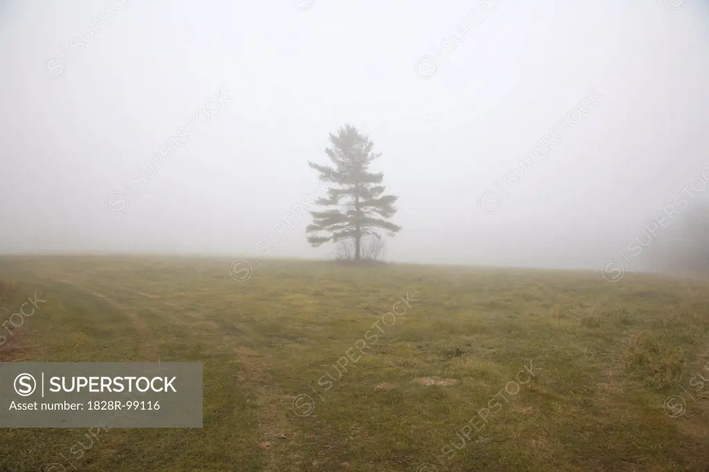Tree in Fog, Town of Mount Albert, Ontario, Canada. 11/19/2012