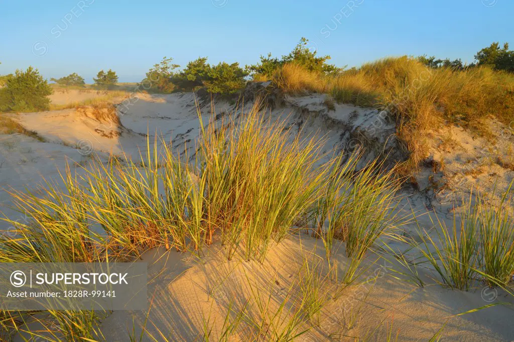 Sand Dunes and Marram Grass, Darsser Ort, Fischland-Darss-Zingst, Mecklenburg-Western Pomerania, Germany. 09/05/2013