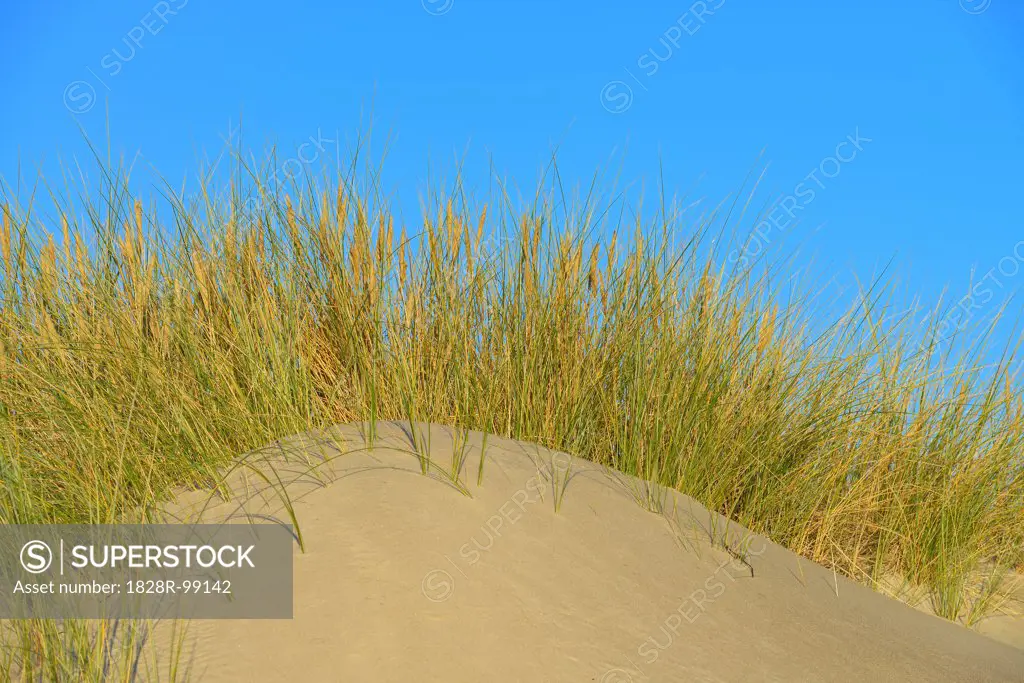 Sand Dunes and Marram Grass, Darsser Ort, Fischland-Darss-Zingst, Mecklenburg-Western Pomerania, Germany. 09/05/2013