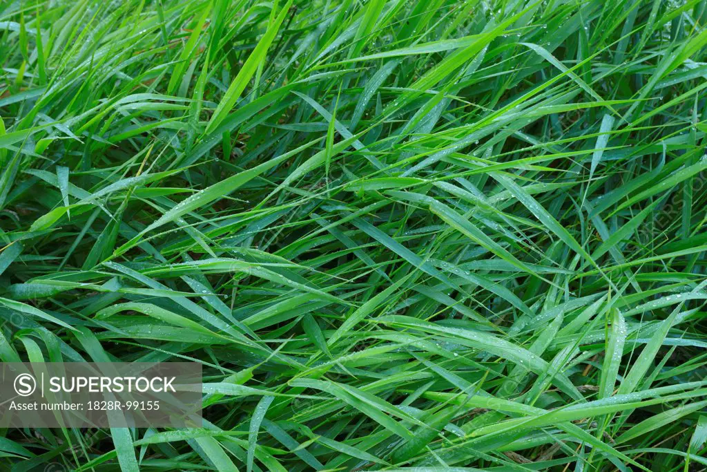 Close-up of Grass with Dew Drops, Hesse, Germany. 09/13/2013