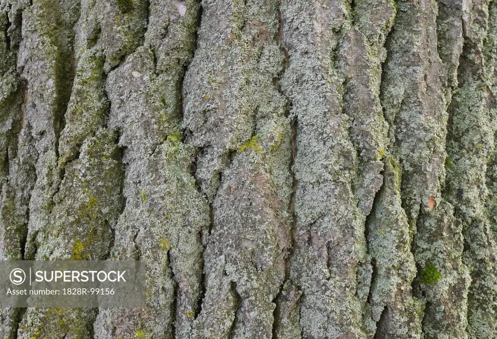 Close-up of Poplar Tree Bark, Hesse, Germany. 09/13/2013