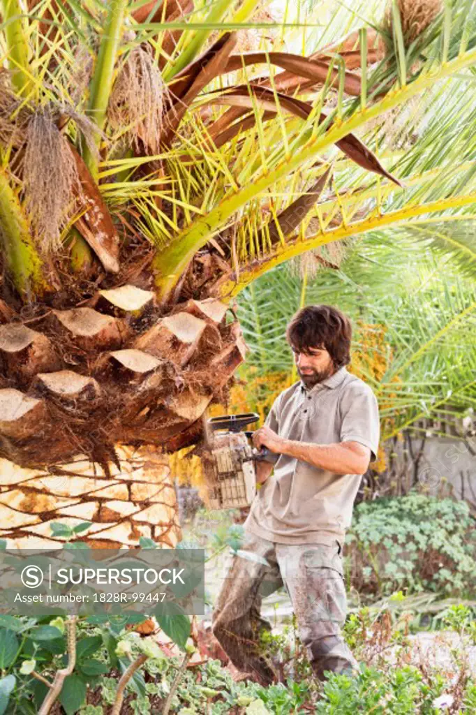 Man peeling palm tree with chainsaw, Majorca, Spain. 09/16/2013